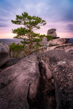 Pine growing on rocky outcrops under the purple sunset sky