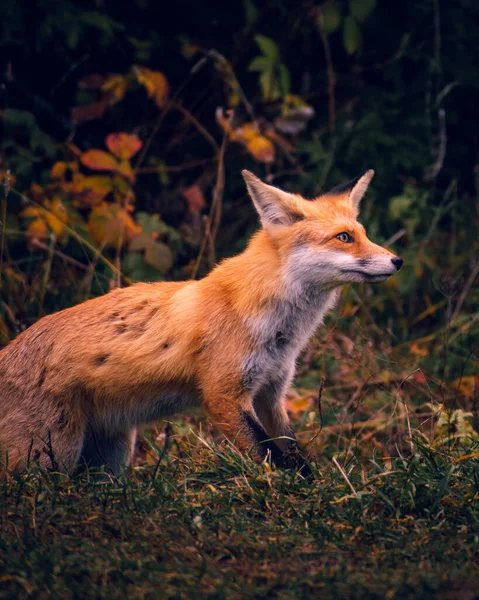Wild Red Fox Standing Edge Autumn Forest High Quality Photo — Zdjęcie stockowe