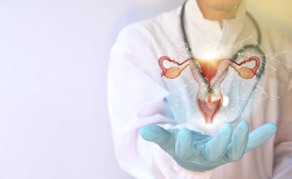 Doctor Stethoscope Holding Uterus Model — Stok fotoğraf