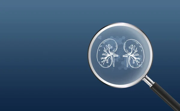 Kidney Magnifying Glass Blue Background — 图库照片