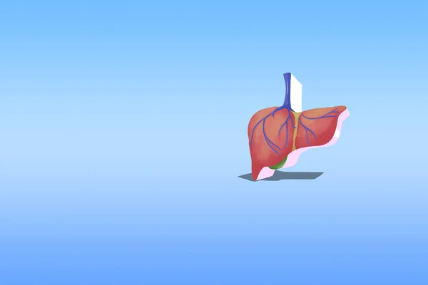 Icon Illustration Liver Medicine Concept — 图库照片