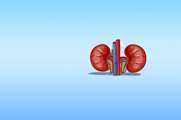 Human Organ Anatomy Blue Background Kidney — Stock Photo, Image