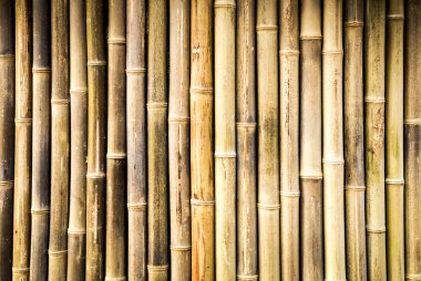 Bambu.