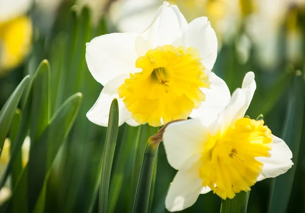 Daffodils Stock Picture