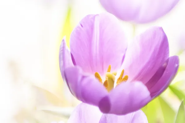 Tulpe in Großaufnahme — Stockfoto