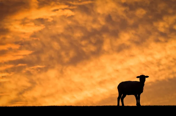 Schapen in friesland — Stockfoto