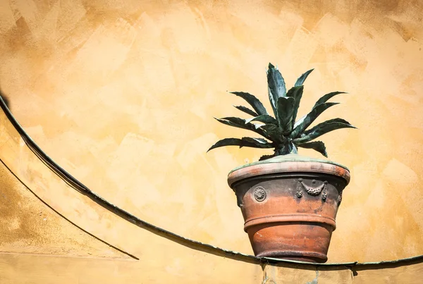 Planta em frente a uma parede de terracota — Fotografia de Stock