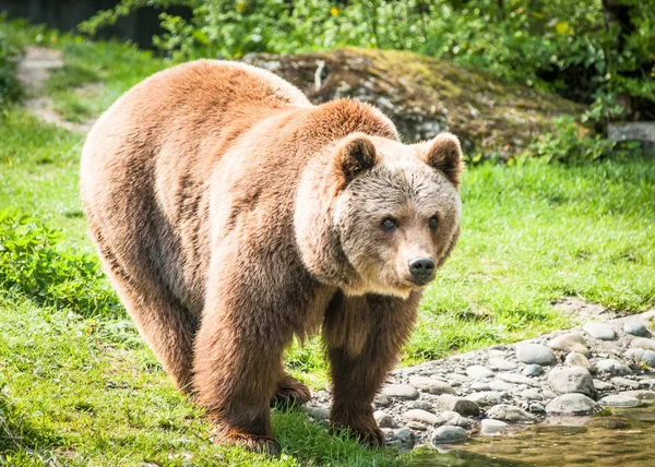 Медведь в зоопарке — стоковое фото