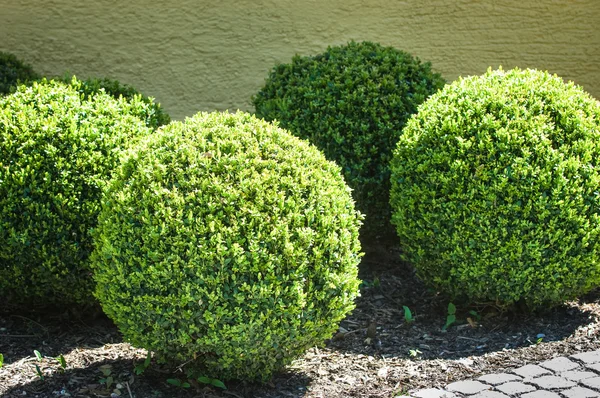 Bushes — Stock Photo, Image