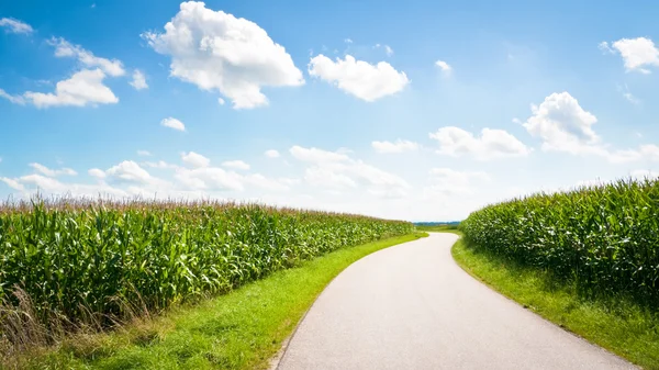 Strada di campagna — Foto Stock