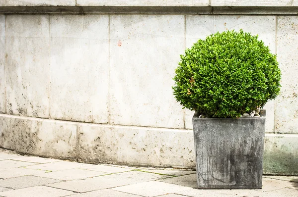 Arbusto pequeno — Fotografia de Stock