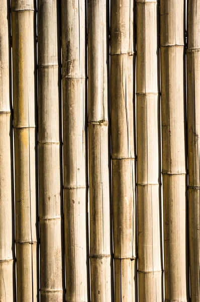 Bambu. — Stok fotoğraf