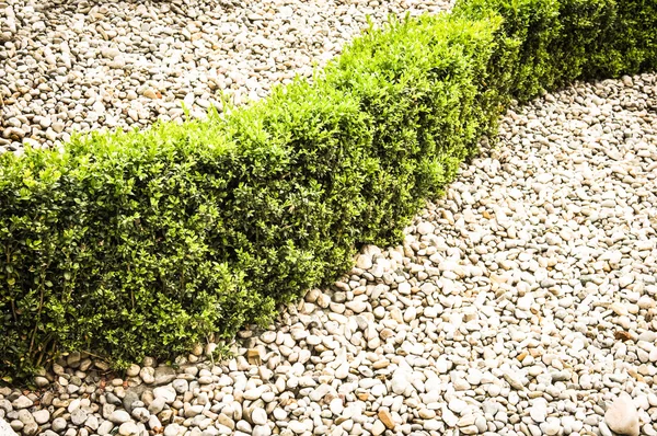 Small hedge — Stock Photo, Image