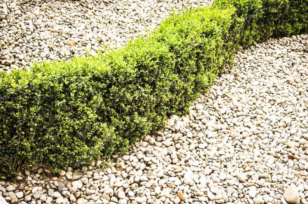Small hedge