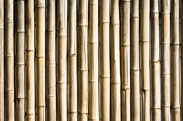 Bambu. — Stok fotoğraf