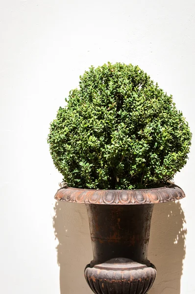 Arbusto pequeño — Foto de Stock