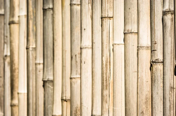 Bambu — Stok Foto