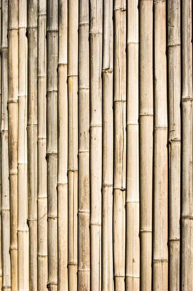 Bambú —  Fotos de Stock