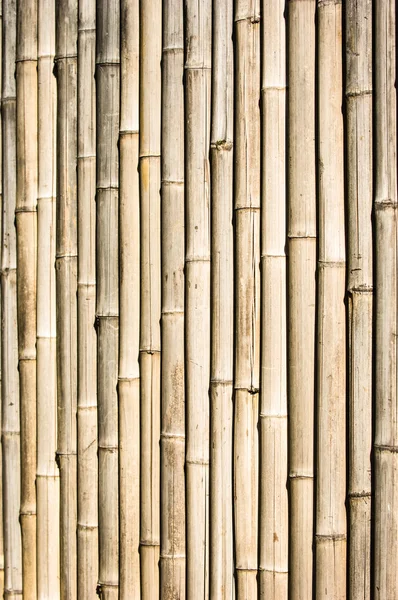 Bambu. — Stok fotoğraf