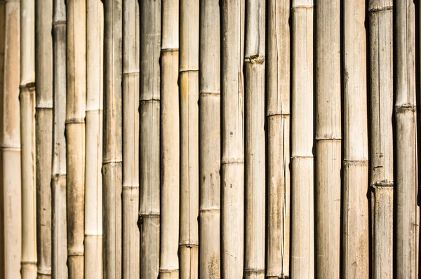 Bambu. — Stok fotoğraf