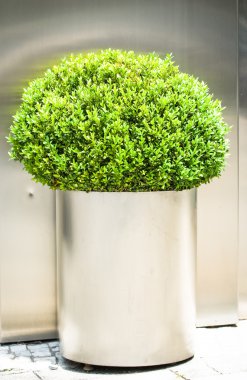küçük bush