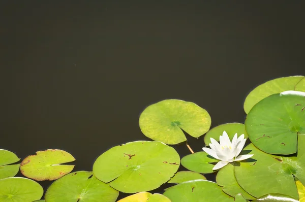 Красивая водяная лилия — стоковое фото