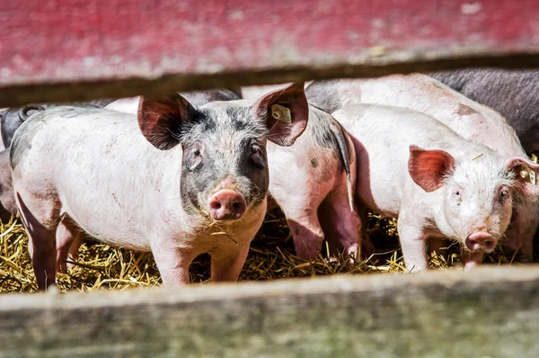 Varkens — Stockfoto