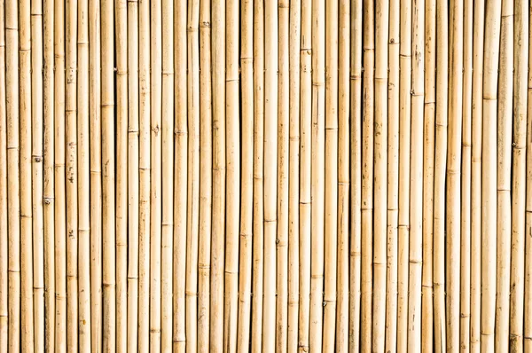 Bambu — Fotografia de Stock