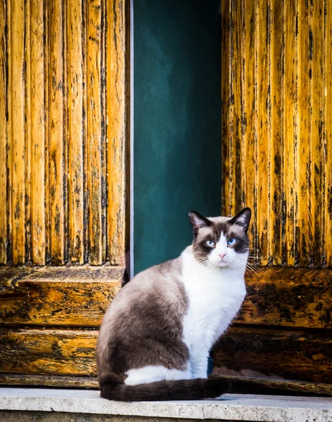 Siedzący kot — Zdjęcie stockowe