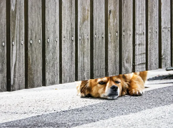 Waiting dog — Stock Photo, Image