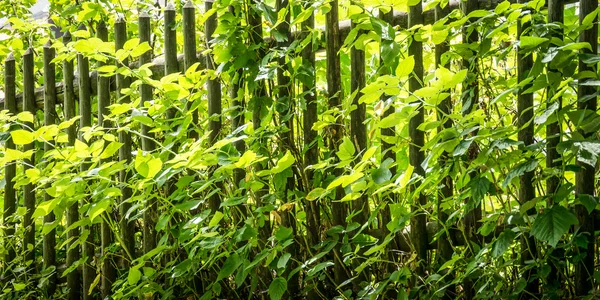 Fence — Stock Photo, Image