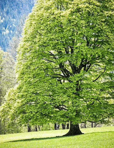 Árbol verde — Foto de Stock