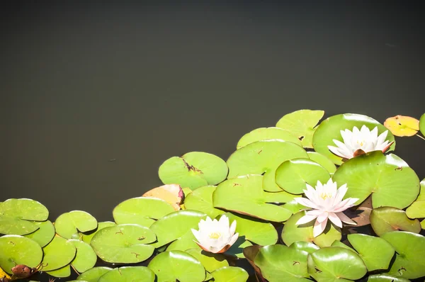 Красиві waterlilys — стокове фото