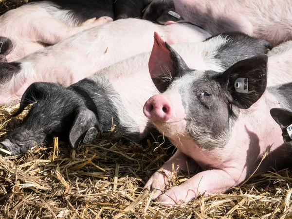 Varkens — Stockfoto