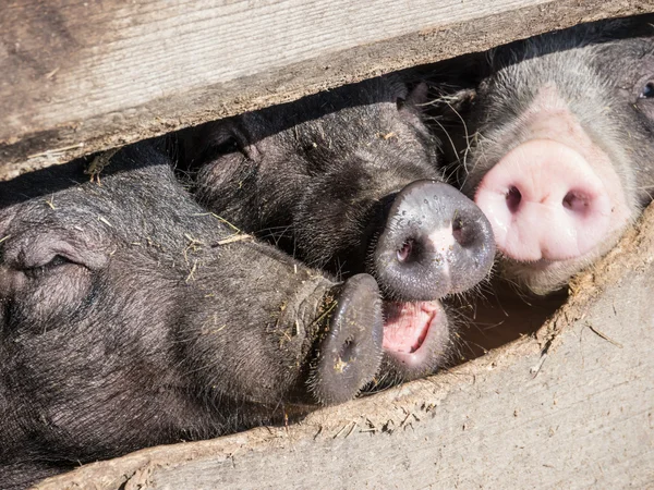 Ferkel — Stockfoto