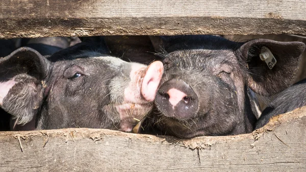 Varkens — Stockfoto