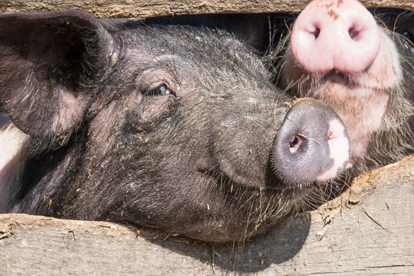 Varkens — Stockfoto