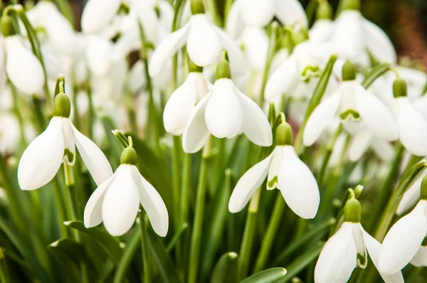 Подснежники - Galanthus — стоковое фото