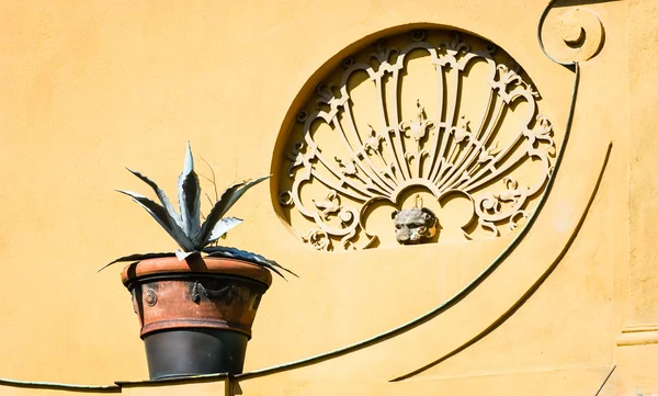 Planta em vaso — Fotografia de Stock