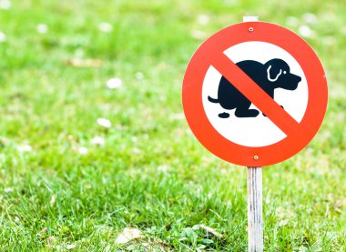 köpek iz yok