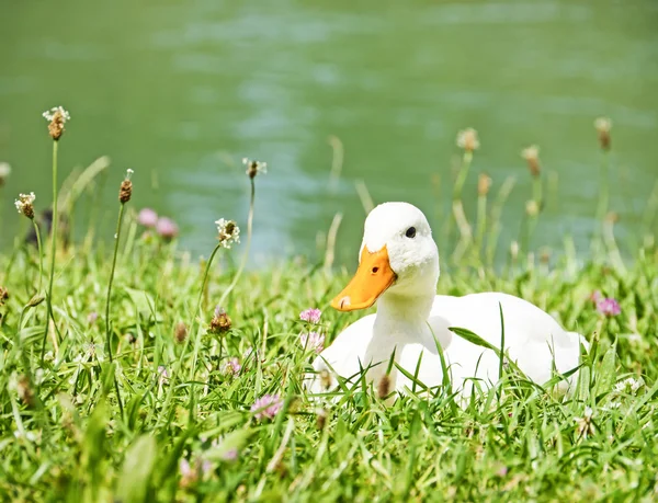 Pato blanco —  Fotos de Stock