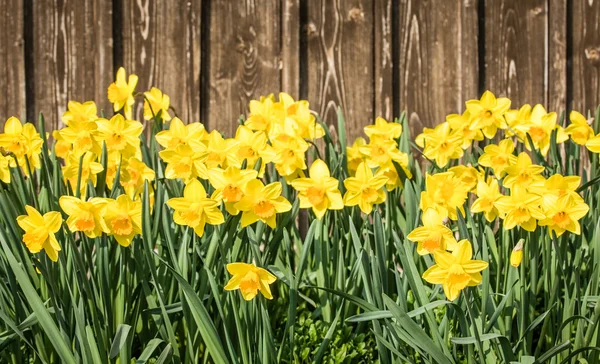 Daffodils - Narciso — Fotografia de Stock