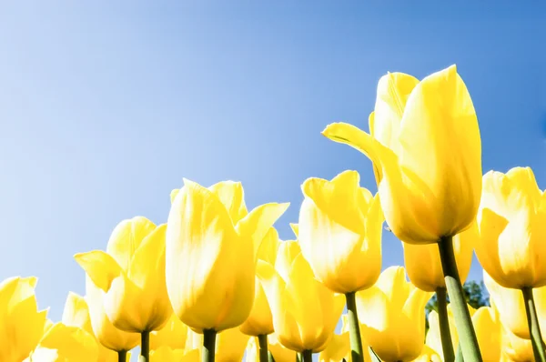 Tulpen - Tulpen — Stockfoto