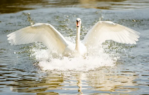 Swan — Stock Photo, Image