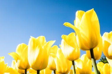 Lale - tulipa