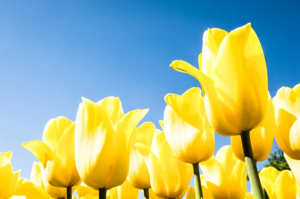 Tulipani - tulipa — Foto Stock