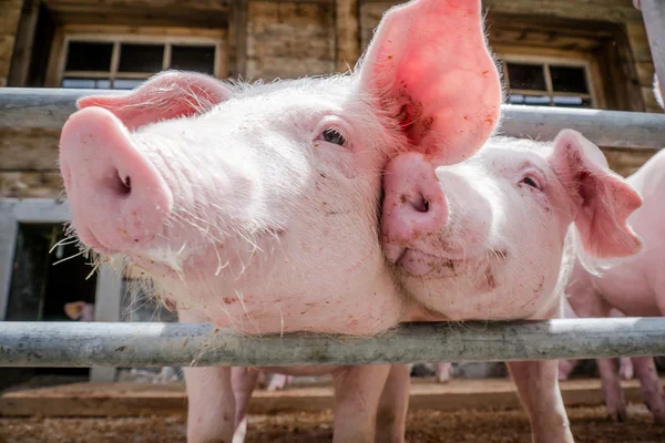 Piglets — Stock Photo, Image