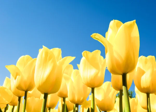 Tulpen - Tulpen — Stockfoto