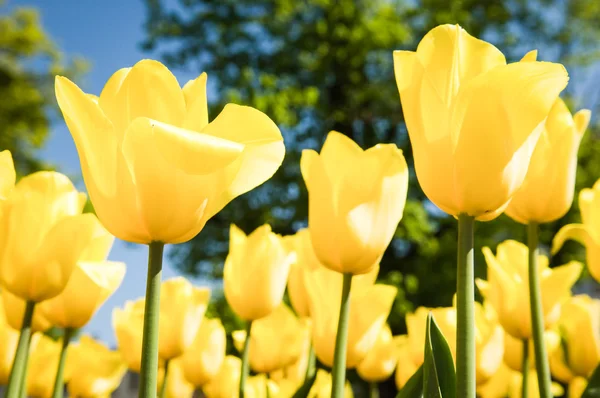 Tulipanes - tulipa —  Fotos de Stock