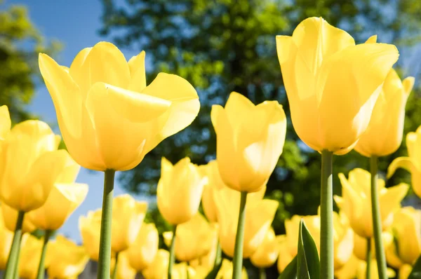 Tulpen - Tulpen — Stockfoto